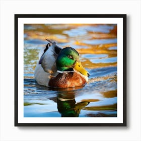 Firefly Colorful Mallard Swimming In Serene Duck Pond 57546 (1) Art Print