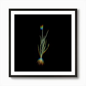 Prism Shift Narrow leaf Blue eyed grass Botanical Illustration on Black n.0398 Art Print