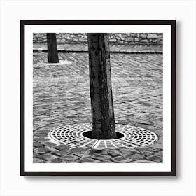 Tree Trunks And Cobbles Square Art Print