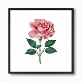 Pink Rose 3 Art Print