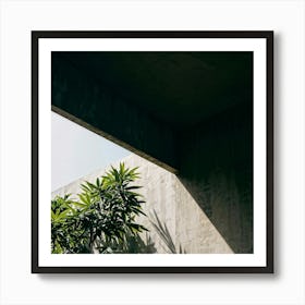 Nature Petiole Art Sunshine Black Up High Overlay Concrete Shadowy Floral Light Natural (13) Art Print