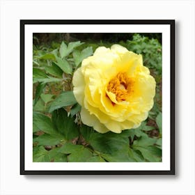 Yellow Peony Art Print