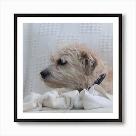 Dog Laying On A Blanket 1 Art Print