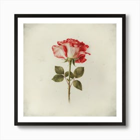 Single Rose 1 Art Print