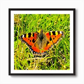 Tortoiseshell Butterfly Art Print