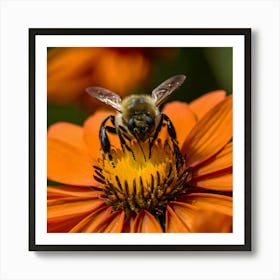 Bee On A Flower 3 Art Print