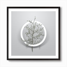 Vintage Sictus Tree Minimalist Botanical Geometric Circle on Soft Gray n.0005 Art Print