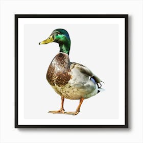 Springtime-Duck-Pond-Clipart.1 Art Print