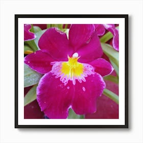 Orchids 35 Art Print