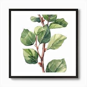 Eucalyptus 4 Art Print