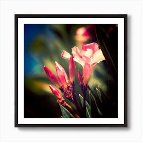 Delicate Oleander Blooms among the Shadows Art Print