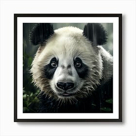 Panda Bear In The Rain Art Print