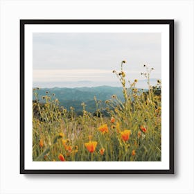 Orange Poppy Flowers Art Print