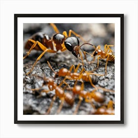 Ants On A Rock Art Print