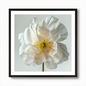 White Poppy 1 Art Print