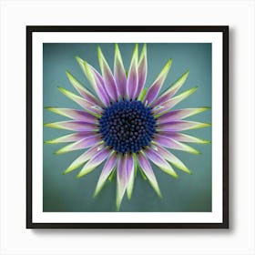 Color Daisy Wheel Botanical Fine Art Print Poster