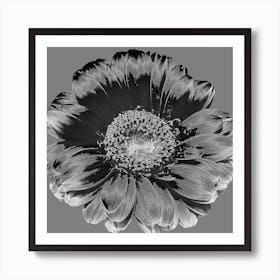 Black And White Flower 1 Art Print