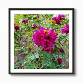 Peonies in Japan 9 Art Print