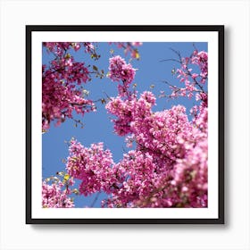 Pink cherry blossom and the blue sky Art Print