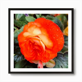 Begonia Wet  Art Print