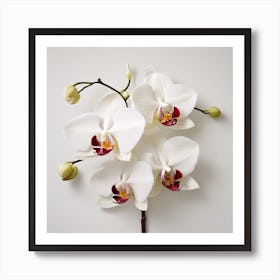 Orchid 4 Art Print