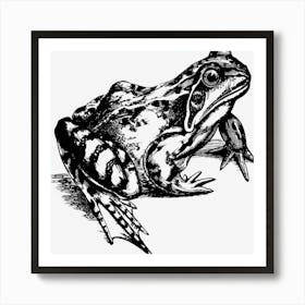 Amphibian 2027975 1280 Art Print