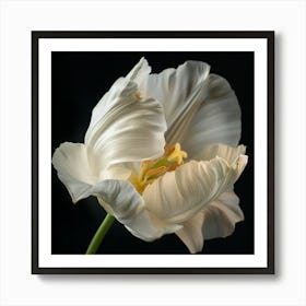 White Tulip Art Print