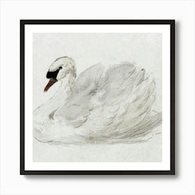 Swan s Art Print