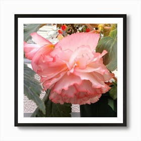 Pink Daffodil Art Print