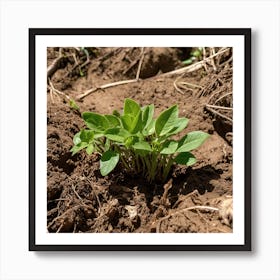 Small Plant Growing In The Dirt Art Print