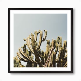 Tall Cactus Plant Square Art Print