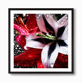 Beautiful red, white and black lilies 1 Art Print