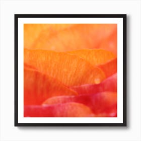 Close Up Of Orange flower Petals Art Print