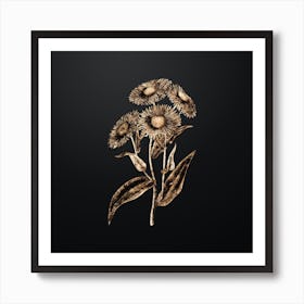 Gold Botanical Shewy Stenactis on Wrought Iron Black n.2879 Art Print