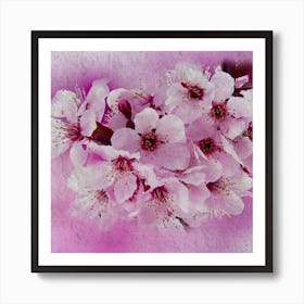 Cherry Blossoms 4 Art Print