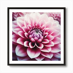 Large pink Dahlia flower 2 Art Print