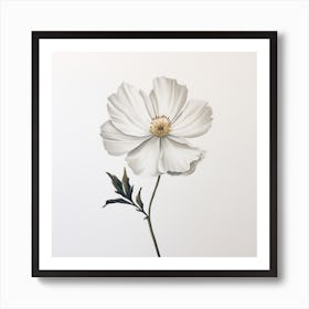 White Anemone Art Print