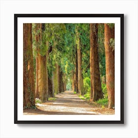 Path In A Forest Art Print