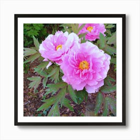 Pink Peonies in Japan 2 Art Print