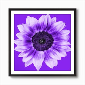 Violet Sunflower Square Art Print