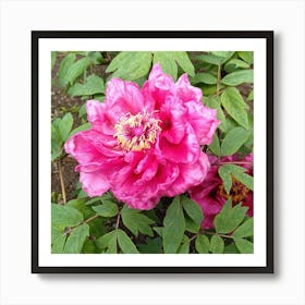 Peony 19 Art Print