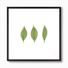 Three Leafs United Square Art Print