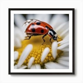 Ladybug On A Daisy Art Print