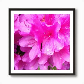 Pink Azaleas 11 Art Print