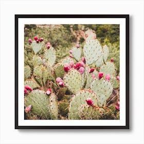 Cactus Square Art Print