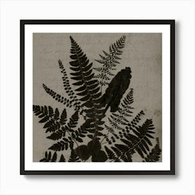 Ferns Art Print