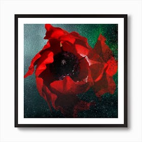 Poppy Madness Original Photography Art Print