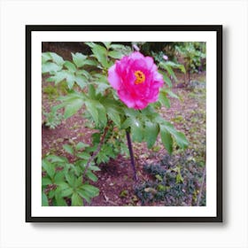 Peony in Japan 10 Art Print