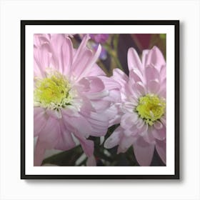 Pink Chrysanthemums Art Print