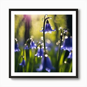 Sparkling Raindrops on Woodland Bluebells Art Print